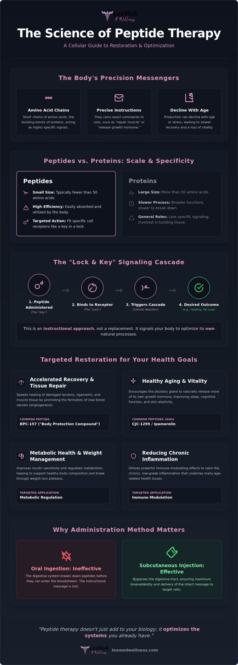 How Does Peptide Therapy Work? A Guide to Cellular Optimization